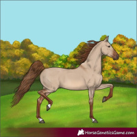 Horse Color:Red Dun 