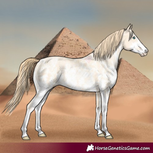 Horse Color:Buckskin Pearl Sabino 
