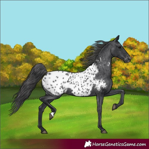 Horse Color:Black Appaloosa Rabicano 