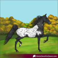 Horse Color:Black Appaloosa Rabicano 