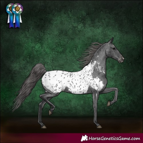 Horse Color:Black Appaloosa Rabicano 