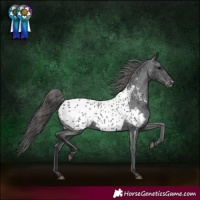 Horse Color:Black Appaloosa Rabicano 