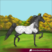 Horse Color:Black Appaloosa Rabicano