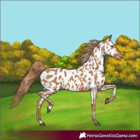 Horse Color:Chestnut Appaloosa