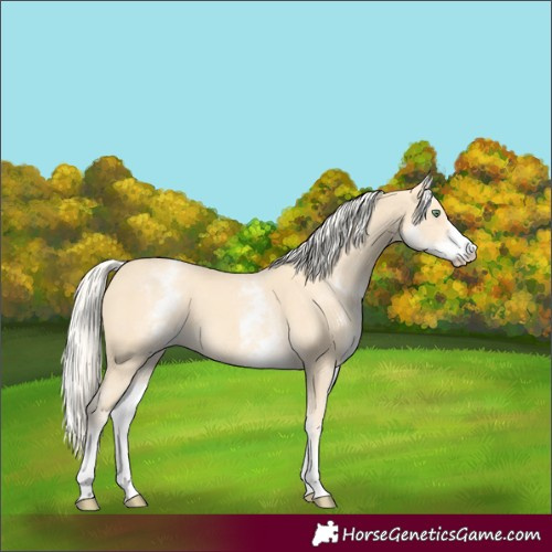 Horse Color:White Spotted Gold Cream Champagne