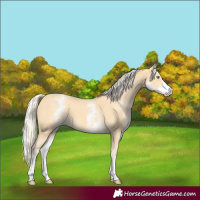Horse Color:White Spotted Gold Cream Champagne 