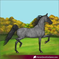 Horse Color:Blue Roan