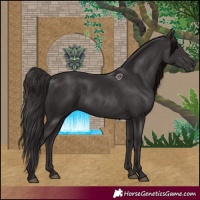 Horse Color:Smoky Black 