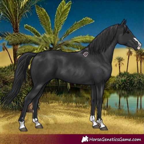 Horse Color:Black 