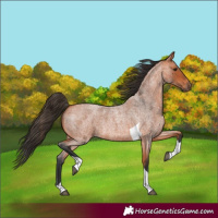 Horse Color:Bay Roan Tobiano 