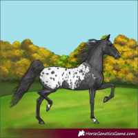 Horse Color:Black Blanket