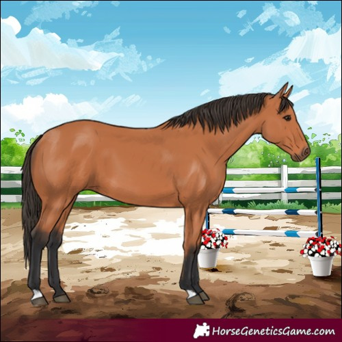 Horse Color:Bay 