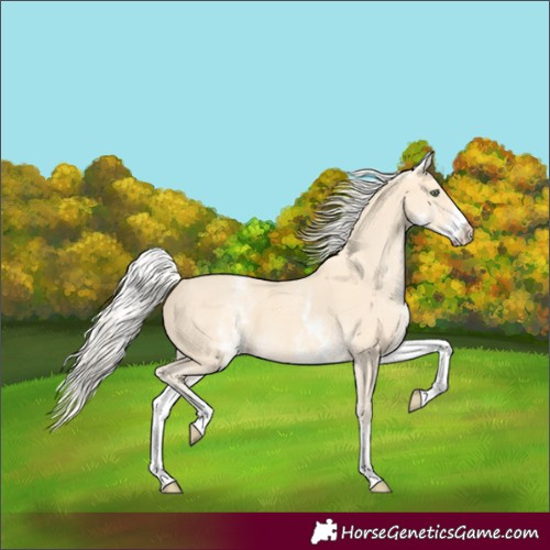 Horse Color:White Spotted Gold Cream Champagne 