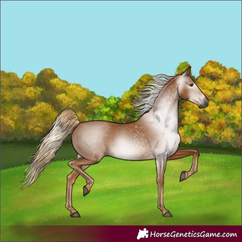 Horse Color:Gray Chestnut 
