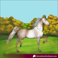 Horse Color:Gray Chestnut 