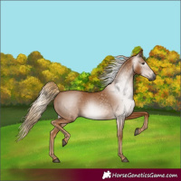 Horse Color:Gray Chestnut 
