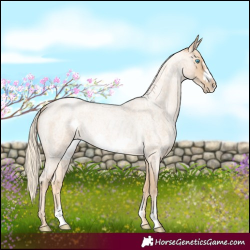 Horse Color:Palomino Roan Pearl Sabino Frame