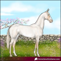 Horse Color:Palomino Roan Pearl Sabino Frame 