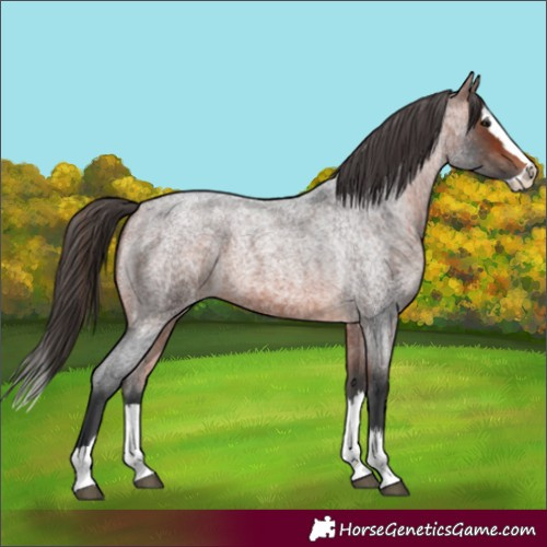 Horse Color:Brown Roan Splash Appaloosa