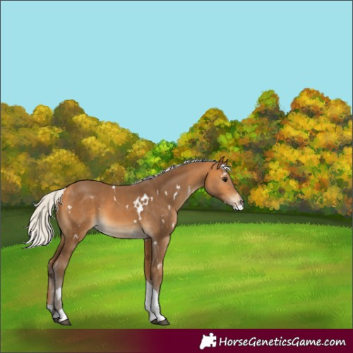 Horse Color:White Spotted Silver Buckskin Tobiano 