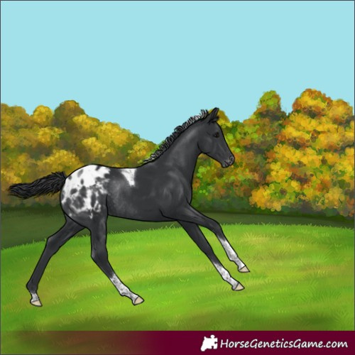Horse Color:Black Tobiano Appaloosa Rabicano 