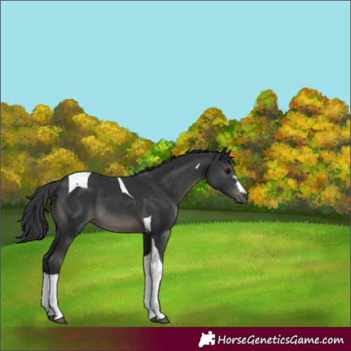 Horse Color:Black Tobiano 