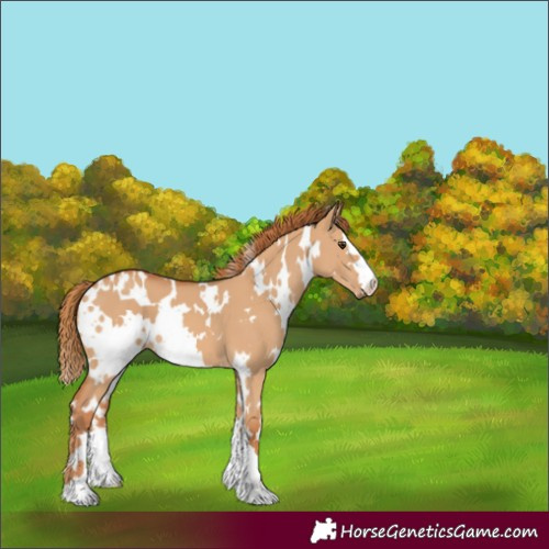 Horse Color:White Spotted Red Dun 