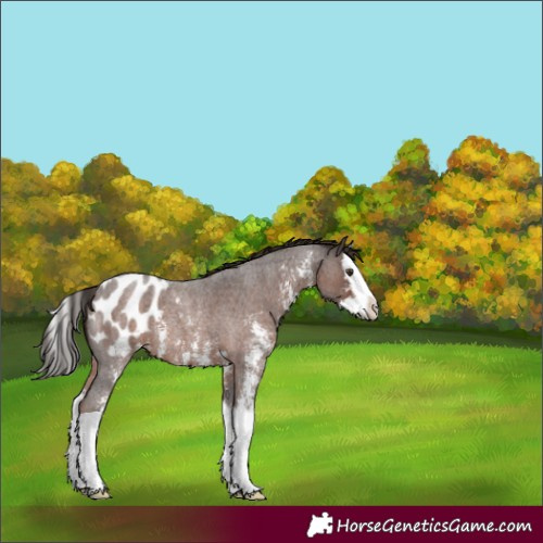 Horse Color:Liver Red Roan Sabino Splash Appaloosa 