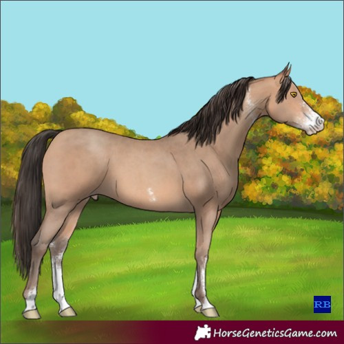 Horse Color:Sable Champagne Sabino 