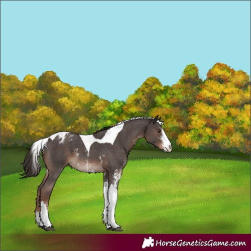Horse Color:Liver Chestnut Sabino Tobiano Varnish