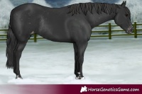 Horse Color:Black Appaloosa Rabicano 