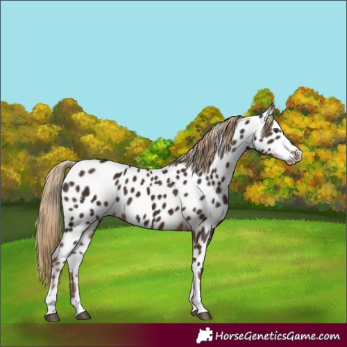 Horse Color:Liver Chestnut Appaloosa