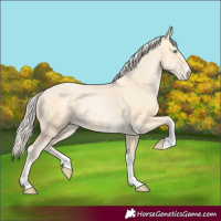 Horse Color:Palomino Pearl Sabino 