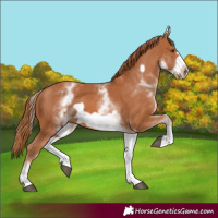 Horse Color:White Spotted Chestnut Frame