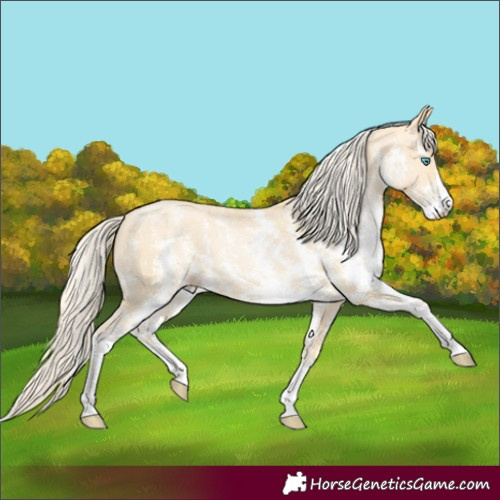 Horse Color:Palomino Pearl Sabino