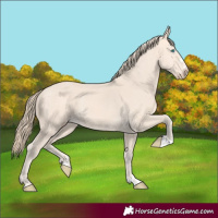 Horse Color:Perlino 