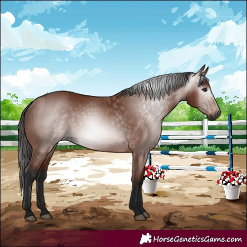 Horse Color:Gray Bay 