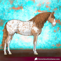 Horse Color:Chestnut Sabino Blanket 