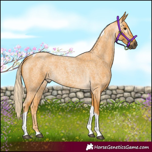 Horse Color:Gray Palomino Roan Tobiano 