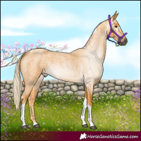 Horse Color:Gray Palomino Roan Tobiano