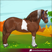 Horse Color:Gray Chestnut Tobiano 