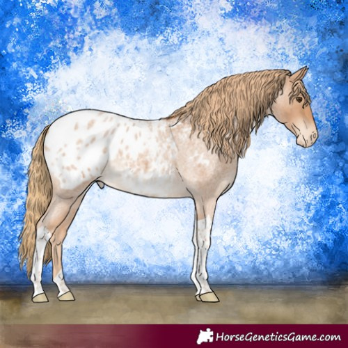 Horse Color:Red Roan Tobiano Appaloosa 
