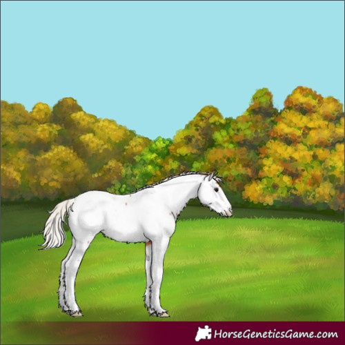 Horse Color:Silver Bay Appaloosa 