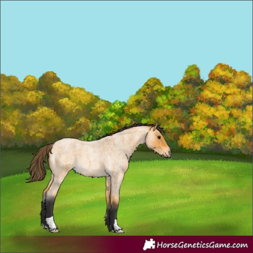 Horse Color:Buckskin Roan 