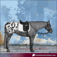 Horse Color:Black Appaloosa Rabicano 