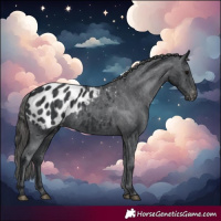 Horse Color:Black Appaloosa Rabicano 