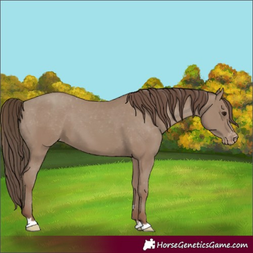 Horse Color:Classic Champagne Varnish