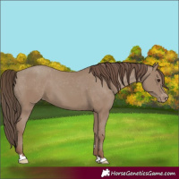 Horse Color:Classic Champagne Varnish 