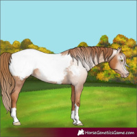 Horse Color:Gray Gold Champagne Appaloosa 