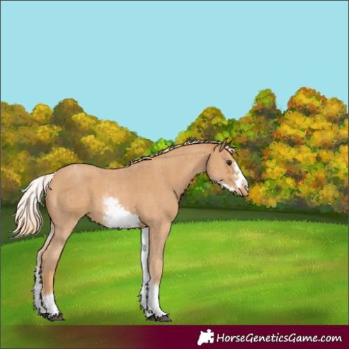 Horse Color:White Spotted Chestnut Sabino Frame Varnish